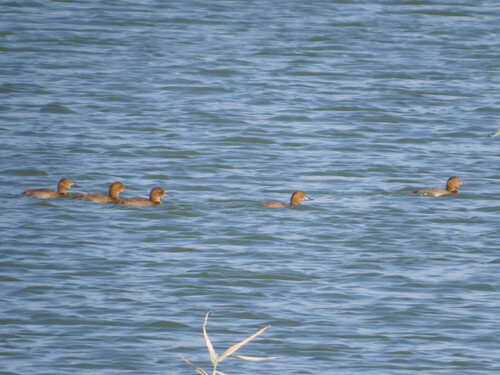 Common Pochard