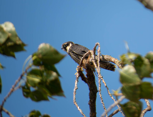 Eurasian Hobby