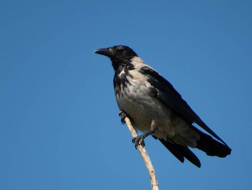 Hooded Crow