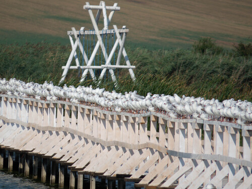 Black-headed Gull