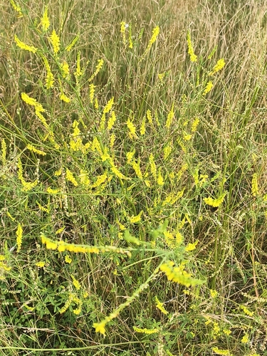 Yellow Sweetclover