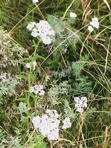 common yarrow