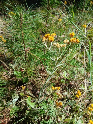 Dwarf Everlasting