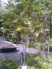 Plerandra elegantissima