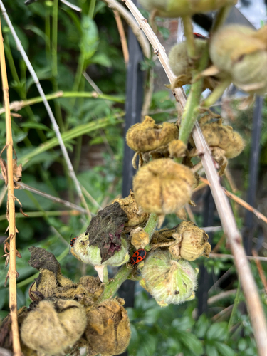 European Firebug