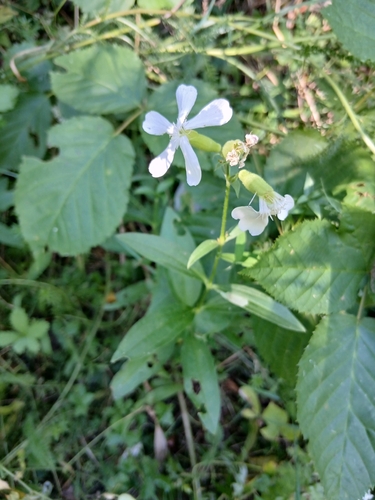 common soapwort