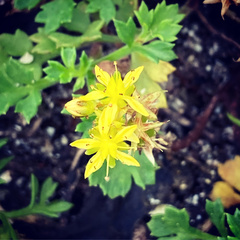 Sedum formosanum