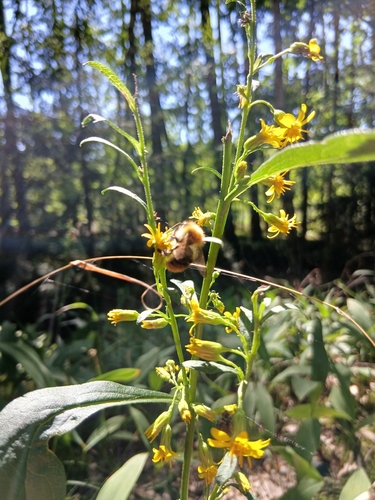 Common Carder Bumble Bee
