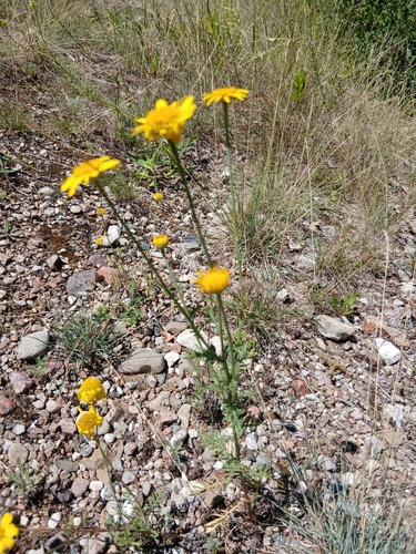Cota tinctoria tinctoria