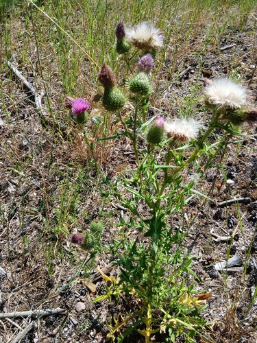 Bull Thistle