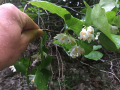 Styrax platanifolius