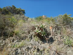 Aloe glauca, photograph (c) James Deacon, some rights reserved (CC BY-SA)