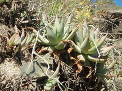 Aloe glauca, photograph (c) James Deacon, some rights reserved (CC BY-SA)