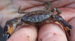 Lophopanopeus bellus