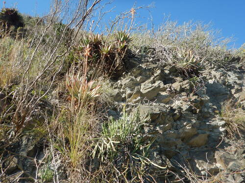 Aloe glauca, photograph 5