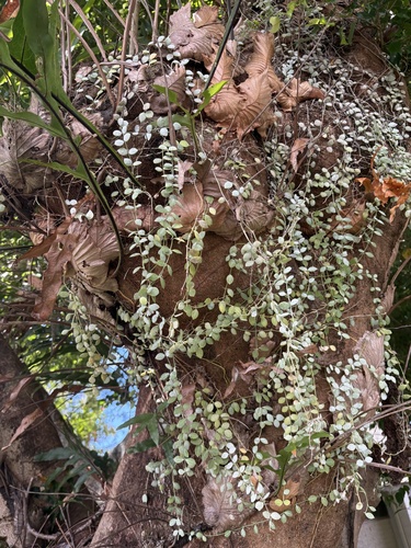 Dischidia nummularia