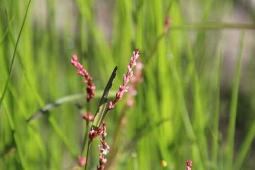 small water-pepper