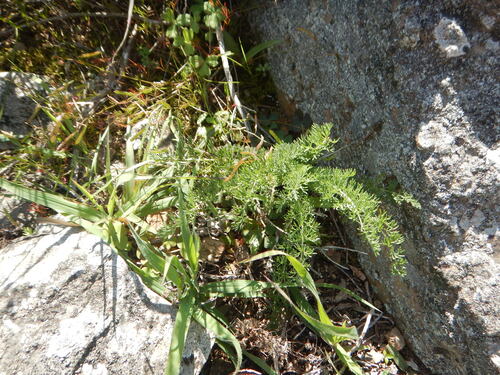 Pelargonium rapaceum, photograph 2