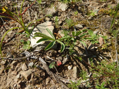Oxalis flava, photograph 2
