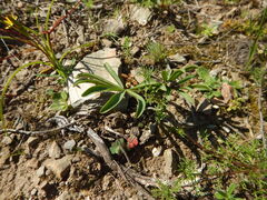 (c) James Deacon, some rights reserved (CC BY-SA) Oxalis flava, photograph (c) James Deacon, some rights reserved (CC BY-SA)