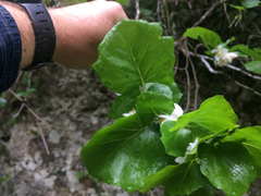 Styrax platanifolius