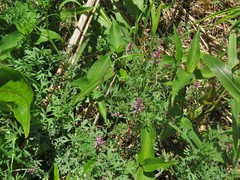 Fumaria officinalis