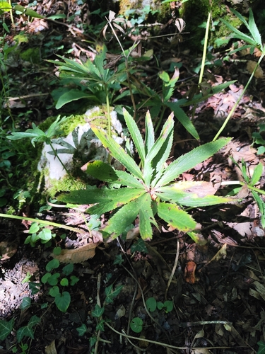 Helleborus viridis, photograph 3