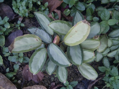 Goeppertia picturata
