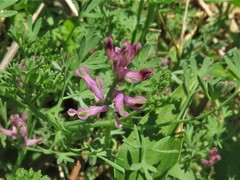 Fumaria officinalis