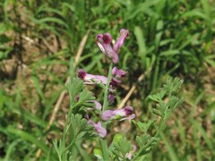 Fumaria officinalis