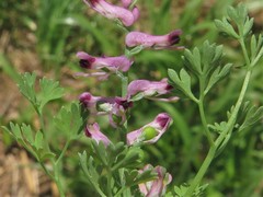 Fumaria officinalis