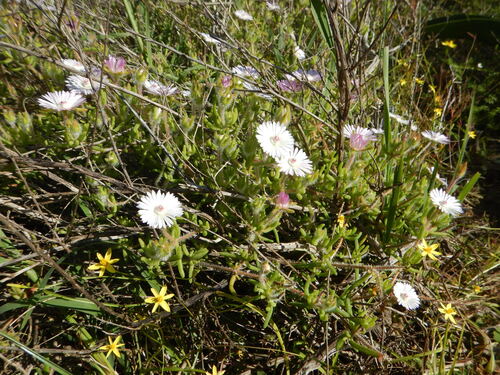 Drosanthemum striatum