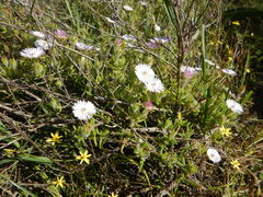 Drosanthemum striatum