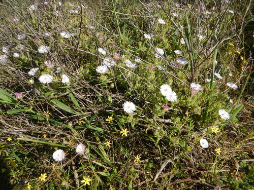 Drosanthemum striatum, photograph 3