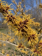 Hamamelis vernalis