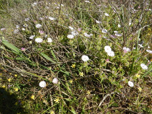 Drosanthemum striatum, photograph 1