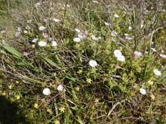 Drosanthemum striatum, photograph (c) James Deacon, some rights reserved (CC BY-SA)