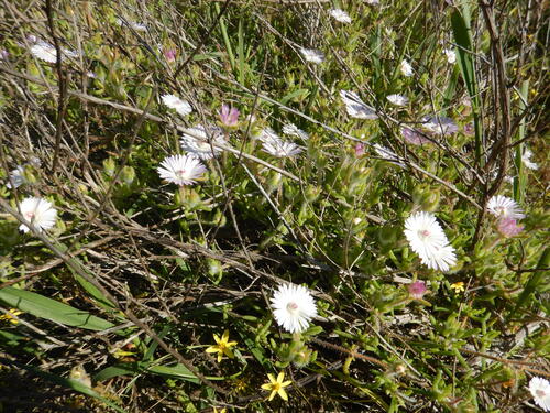 Drosanthemum striatum, photograph 4