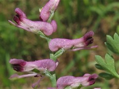 Fumaria officinalis
