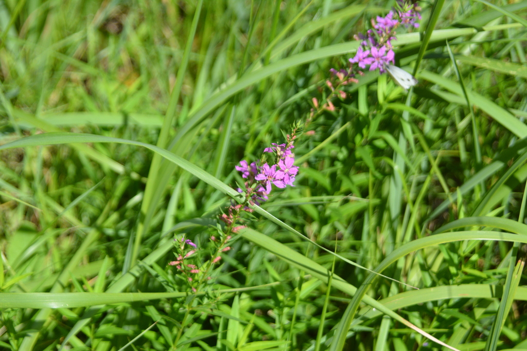 Lythrum virgatum; photograph author not stated, no rights reserved