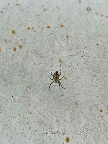 Cross Orbweaver