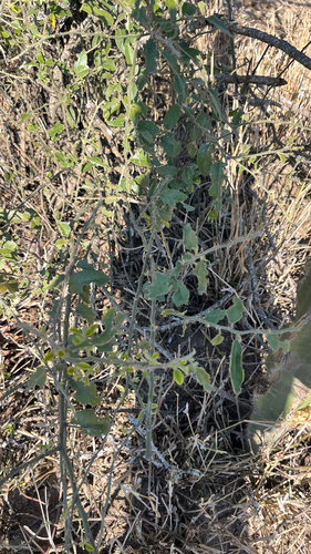 Capparis tomentosa