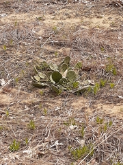 Opuntia cespitosa