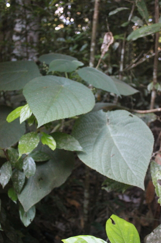 Dendrocnide moroides, photograph 2