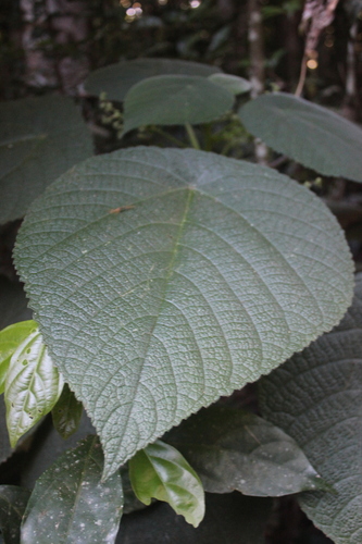 Dendrocnide moroides, photograph 3