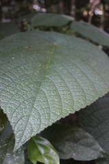 Dendrocnide moroides, photograph (c) spacegecko, some rights reserved (CC BY)