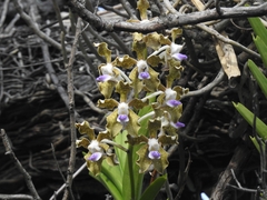 Vanda tessellata