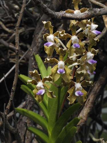 Vanda tessellata, photograph 1