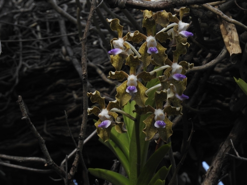 Vanda tessellata, photograph 2
