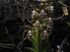 (c) rajesh rocky, some rights reserved (CC BY) Vanda tessellata, photograph (c) rajesh rocky, some rights reserved (CC BY)